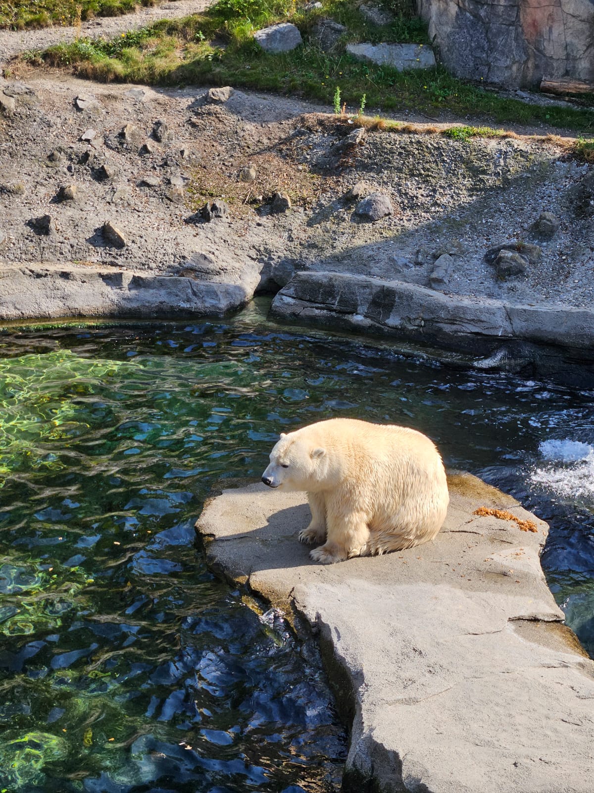 Eisbär auf einer Felsplatte am Wasser in der Themenwelt Yukon Bay im Erlebnis-Zoo Hannover