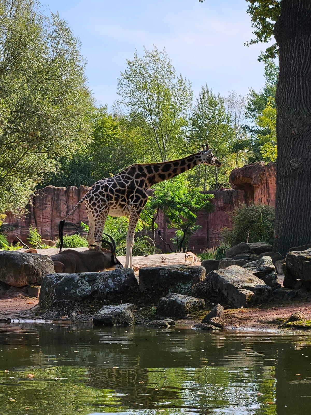 Giraffe zwischen Bäumen in der Themenwelt Sambesi im Erlebnis-Zoo Hannover